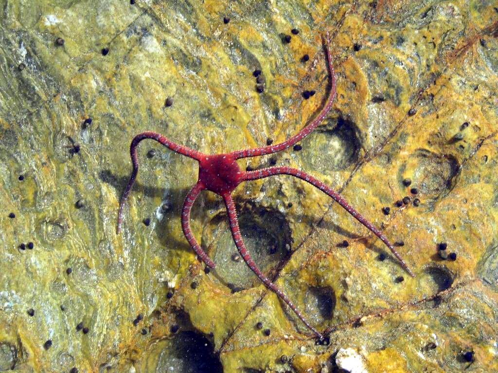 Ophioderma longicauda (Bruzelius, 1805)